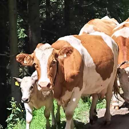 Mittagsspitz Am Bauernhof * フラタッハ