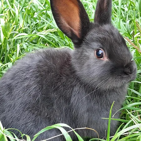 Apartament Mittagsspitz Am Bauernhof Flattach