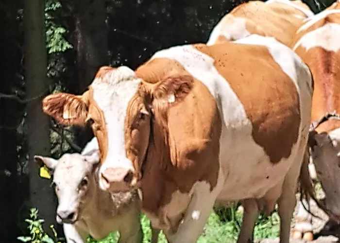 Mittagsspitz Am Bauernhof * Flattach