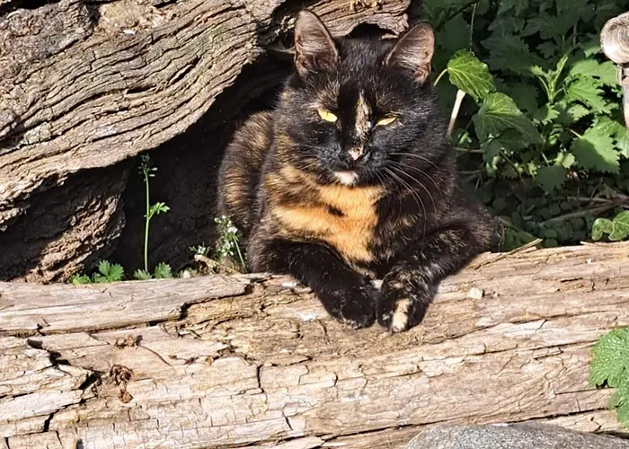 Mittagsspitz Am Bauernhof