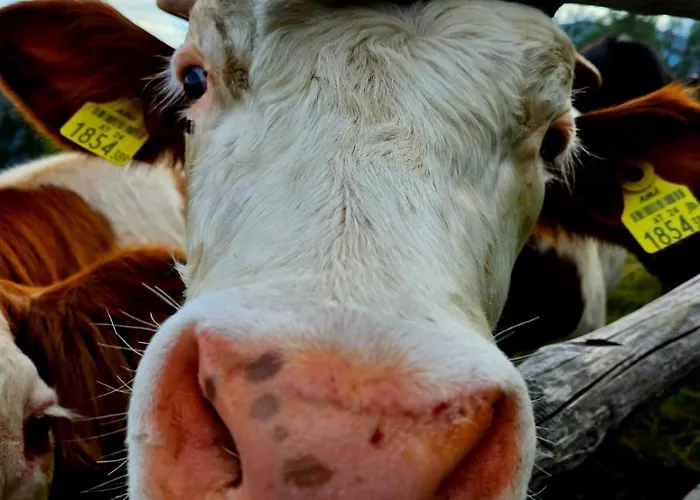 Mittagsspitz Am Bauernhof *