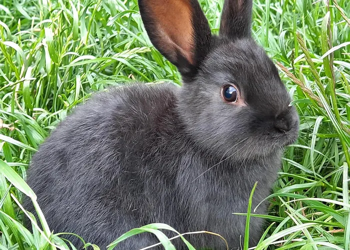 Apartament Mittagsspitz Am Bauernhof Flattach